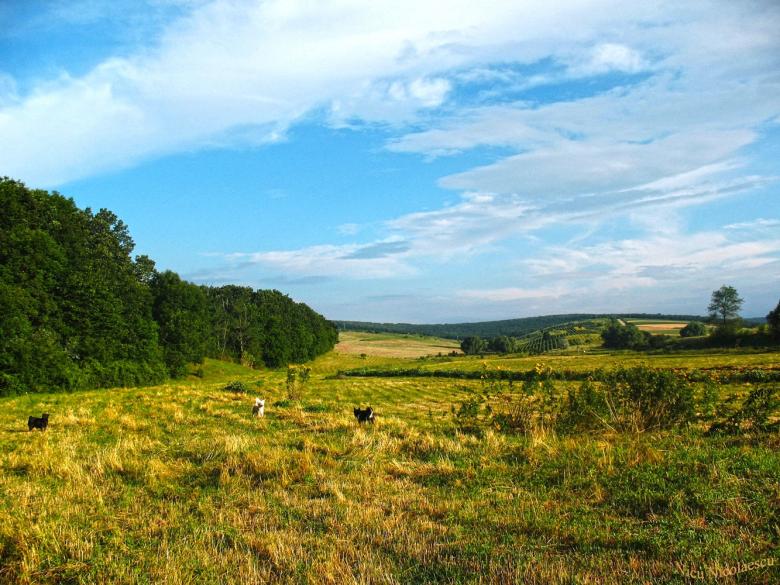 Free stock image of Forest near the field created by Shaggy
