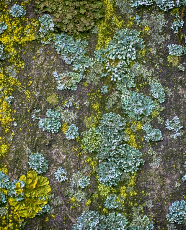 Free stock image of Wood bark created by Alen
