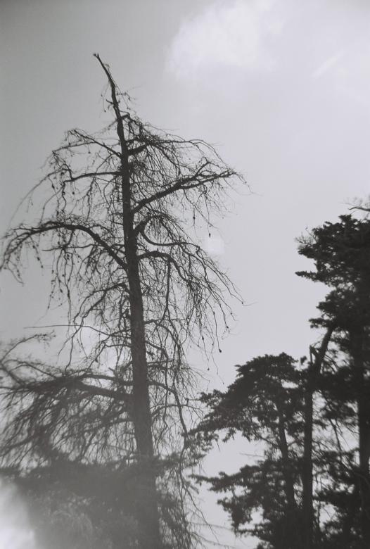 Free stock image of Creepy Woods created by Sara Holt