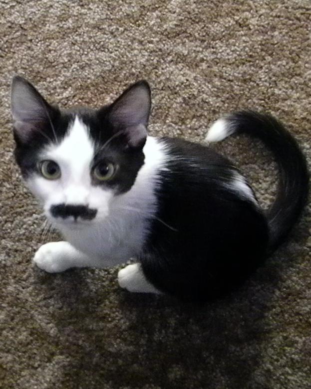 Free stock image of Mr. Sparkles created by Sara Holt