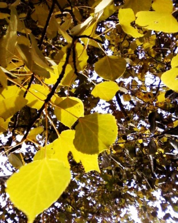 Free stock image of In Between Yellow and Green created by Sara Holt