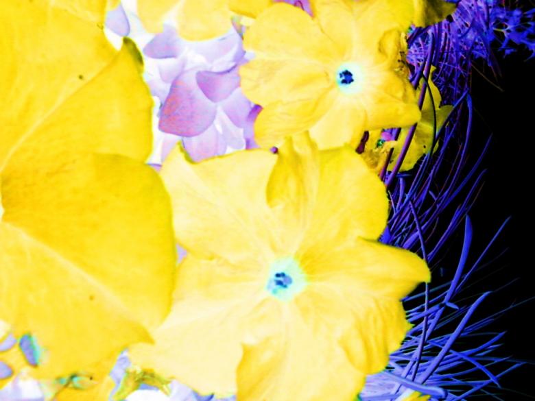 Free stock image of Sunny Side Up created by Sara Holt