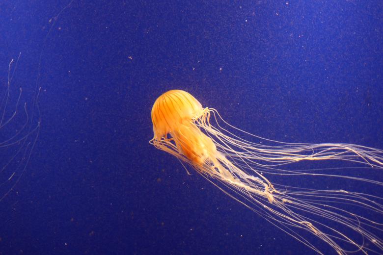 Free stock image of A jellyfish swimming in the ocean created by Benjamin Miller