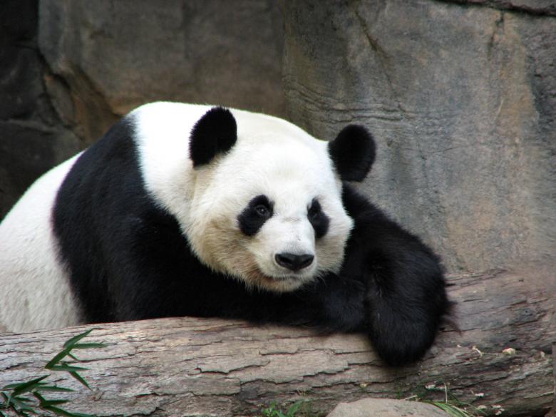 Free stock image of Panda resting on a log created by Benjamin Miller