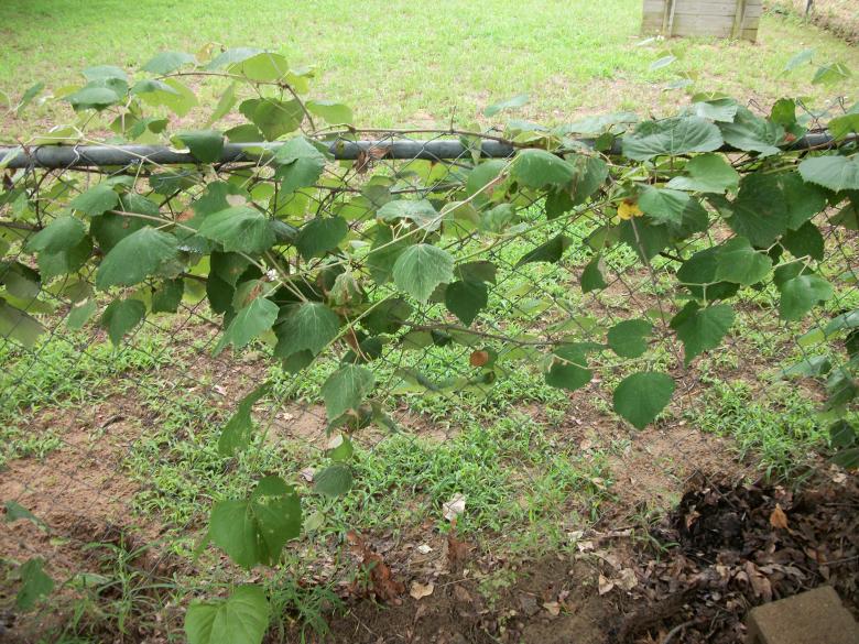 Free stock image of Grapevine on fence created by delicopsch56