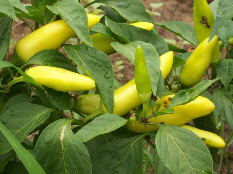 Free stock image of Banana Peppers created by delicopsch56