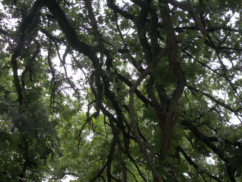 Free stock image of Drooping tree branches created by delicopsch56