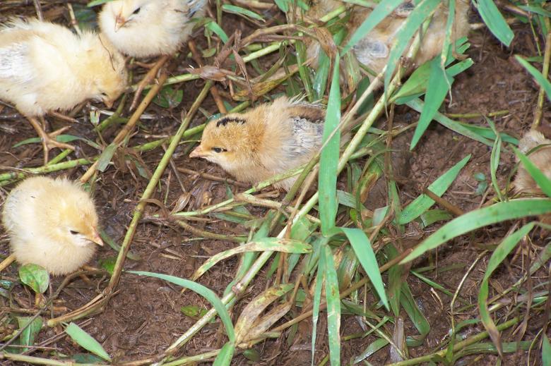 Free stock image of Baby Chicks created by delicopsch56
