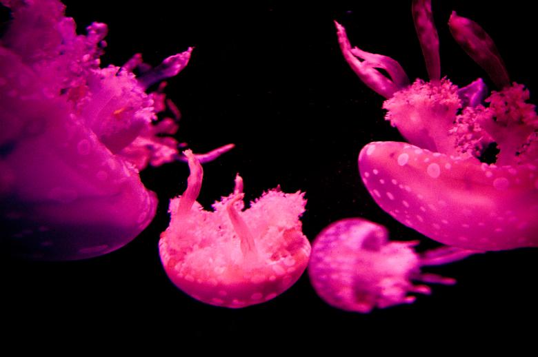 Free stock image of jellyfish created by Luka