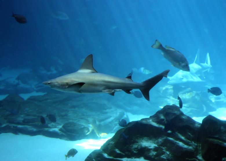 Free stock image of A shark swimming under water created by Benjamin Miller
