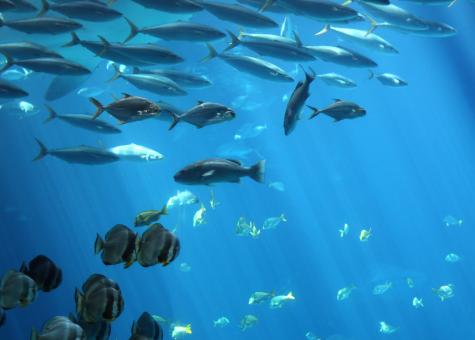 Free Stock Photo of Tropical fish swimming under water