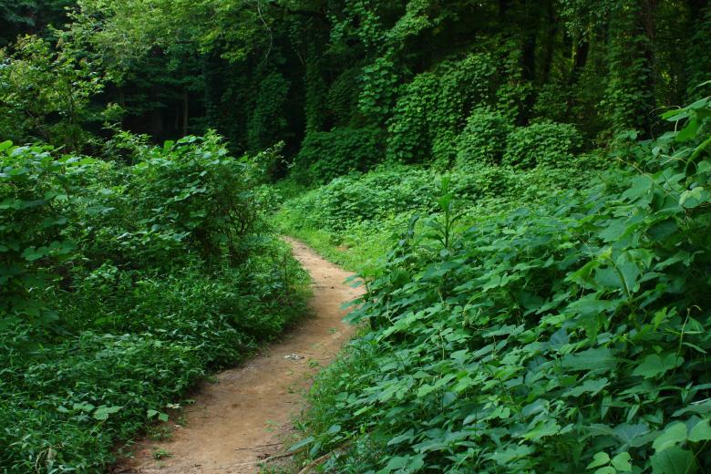 Free stock image of A dirt path through an overgrown forest created by Benjamin Miller