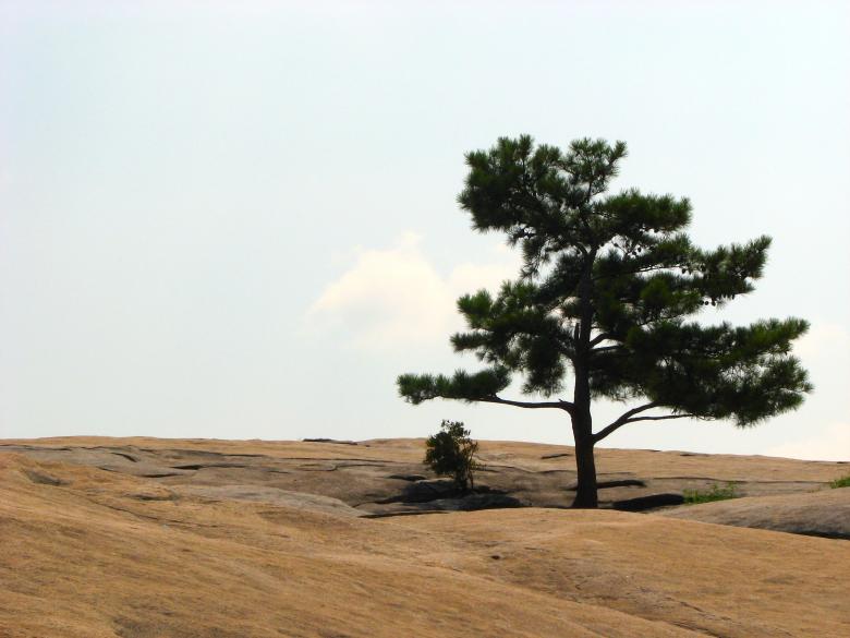 Free stock image of Single tree at the top of Stone Mountain created by Benjamin Miller