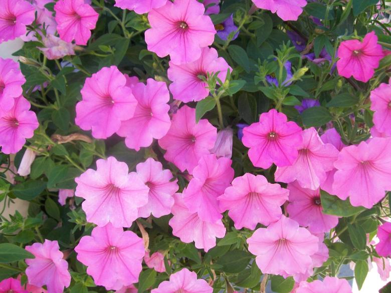 Free stock image of Pink Flowers created by linda damato
