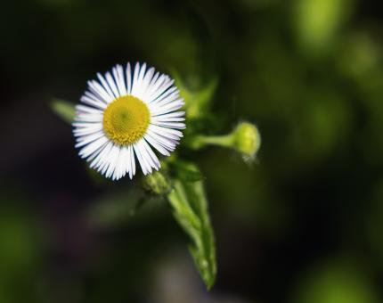 Free Stock Photo of White flower