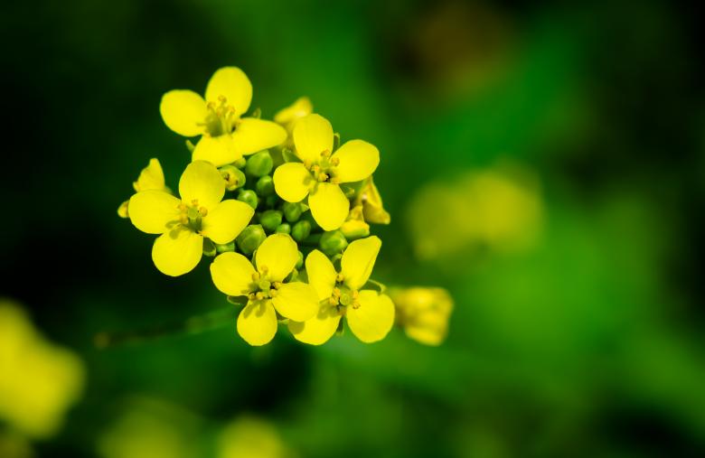 Free stock image of Yellow flower created by Alen