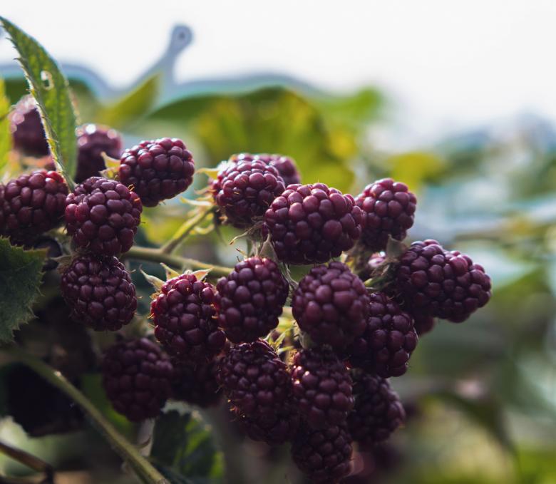Free stock image of Blackberry fruit created by Alen