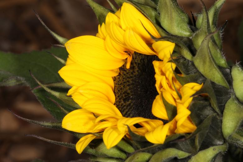 Free stock image of Yellow Flower created by Jared Davidson
