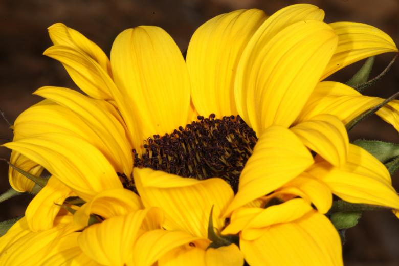 Free stock image of Yellow Flower created by Jared Davidson