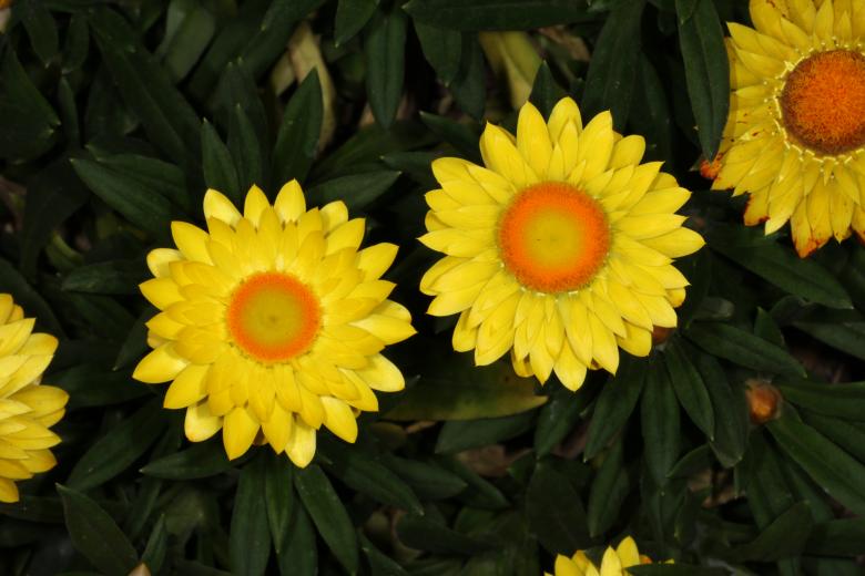 Free stock image of Yellow Flower created by Jared Davidson