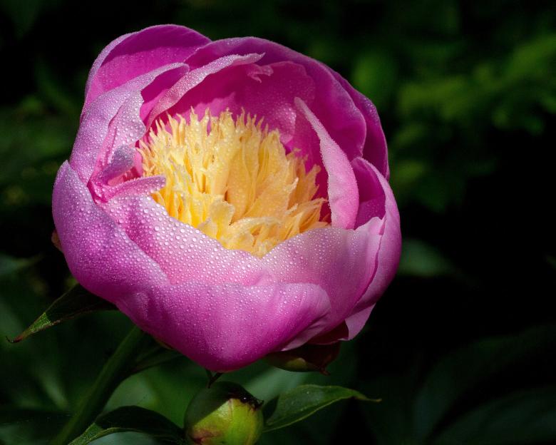Free stock image of Peony created by Geoffrey Whiteway