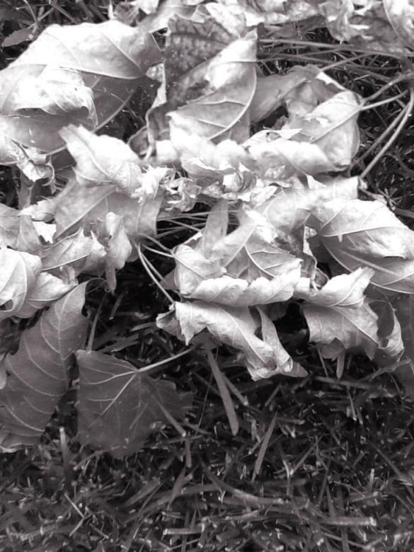 Free stock image of An Early Dark Fall created by Sara Holt