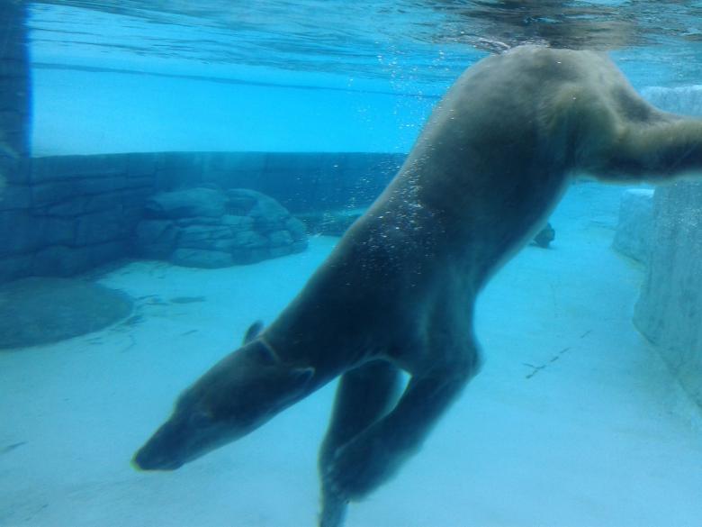 Free stock image of Polarbear created by desi christanty
