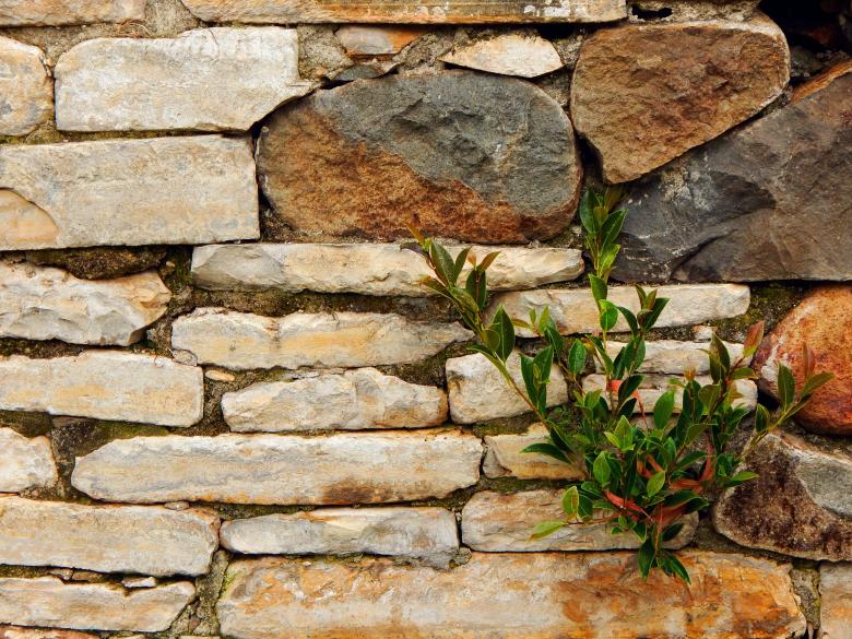 Free stock image of Stonewall Plant created by John C. Thomas