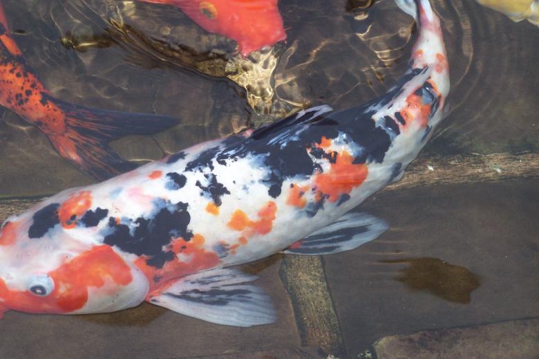 Free stock image of Koi Carp created by delicopsch56