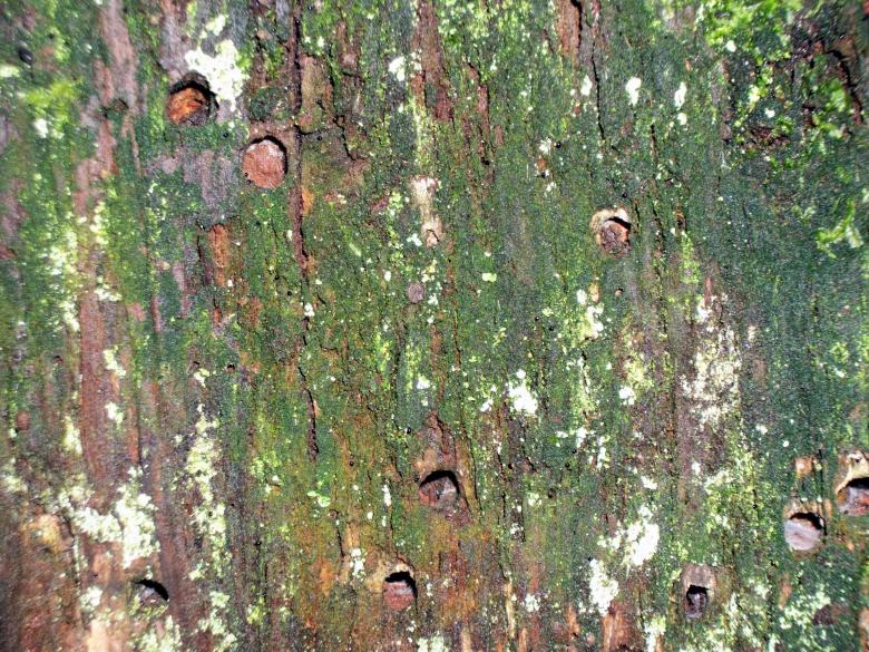 Free stock image of Mossy Damaged Tree created by delicopsch56