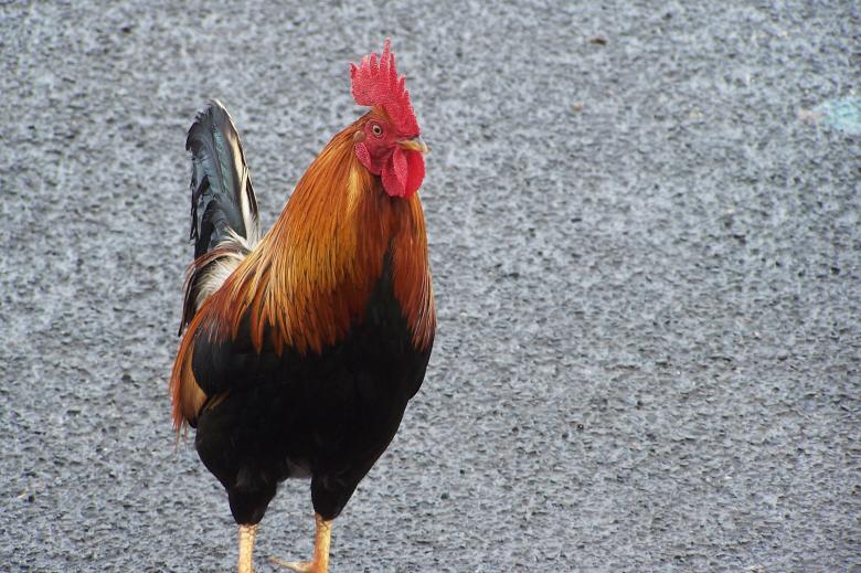 Free stock image of Wild Hawaiian Chicken created by delicopsch56