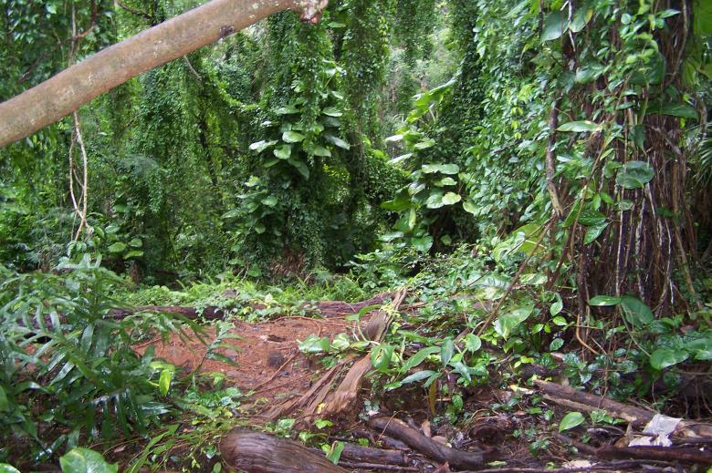Free stock image of Tropical Forest created by delicopsch56