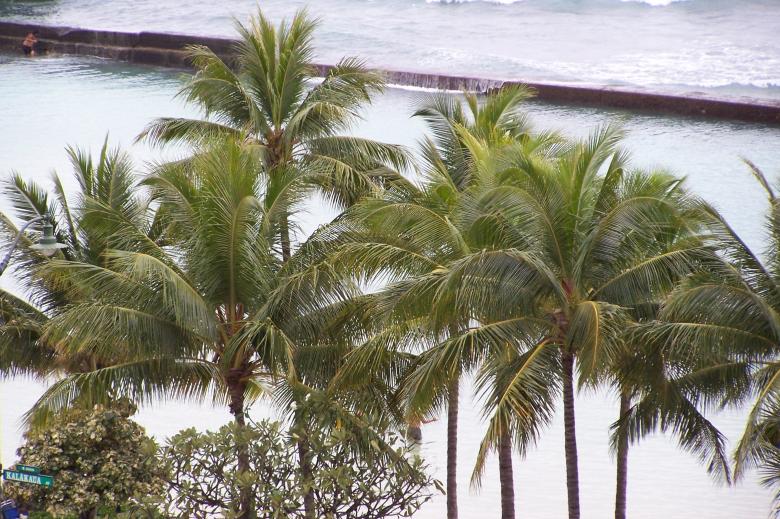 Free stock image of Palm Trees and breakwater created by delicopsch56