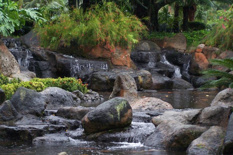 Free stock image of Tropical Water Garden created by delicopsch56