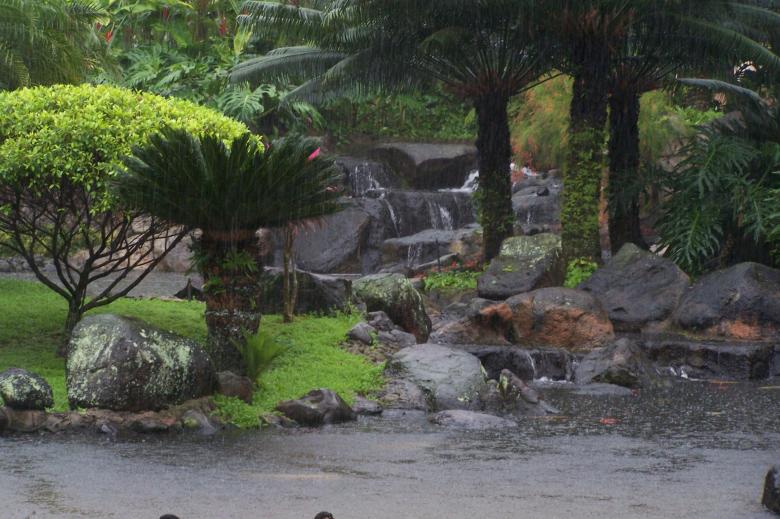 Free stock image of Tropical Water Garden created by delicopsch56