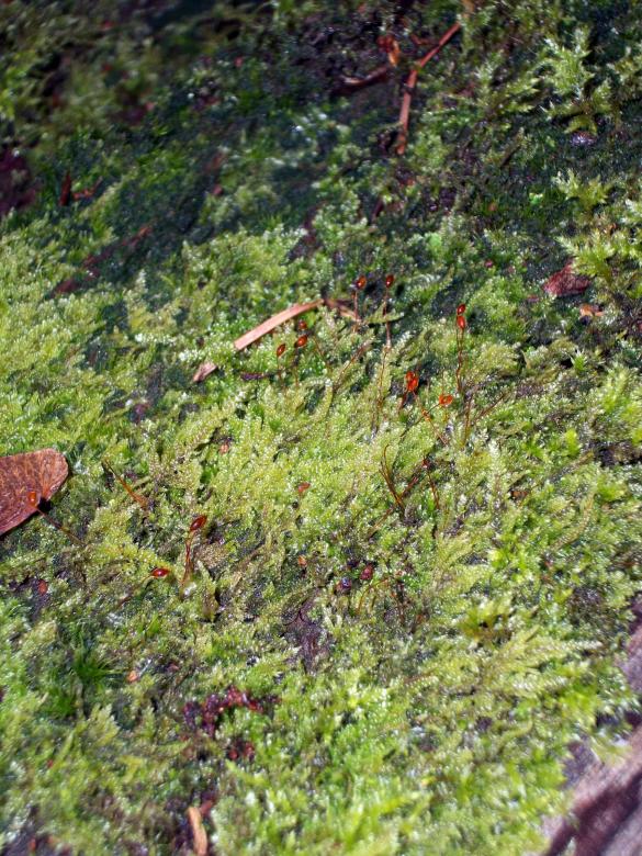 Free stock image of Mosslike plant created by delicopsch56