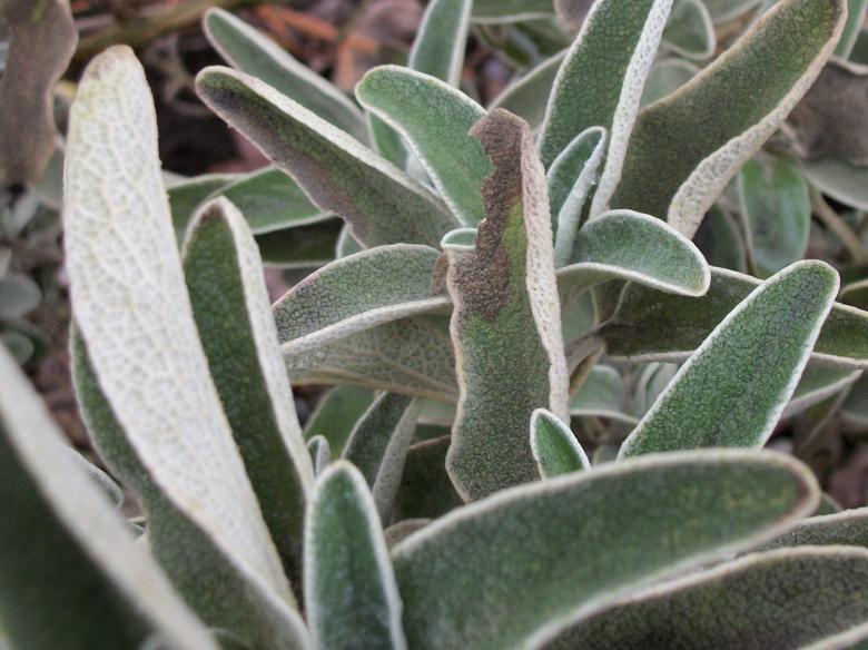 Free stock image of Plant created by delicopsch56