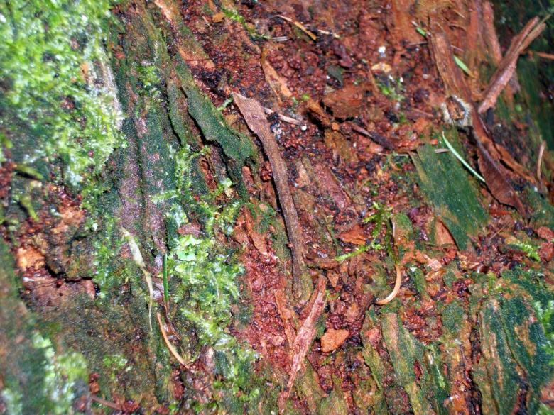 Free stock image of Tree bark with plant growth created by delicopsch56