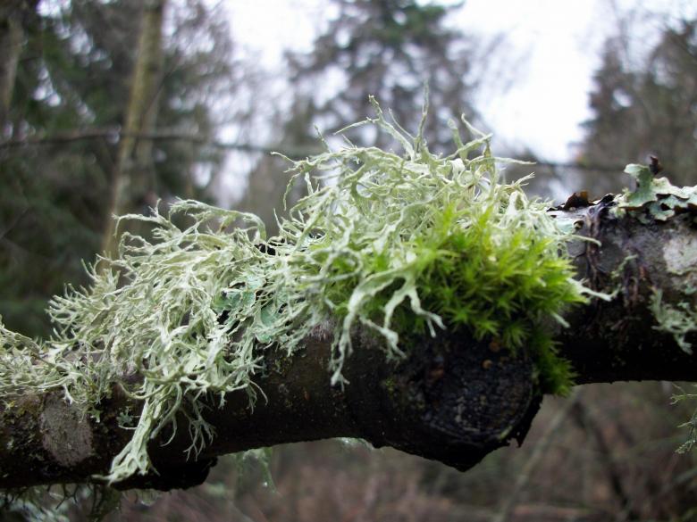 Free stock image of Tree limb with growth created by delicopsch56