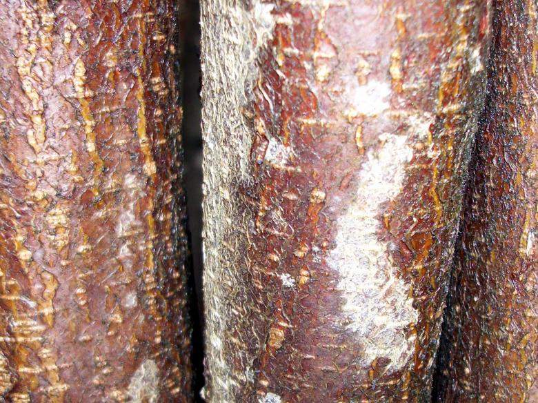 Free stock image of Wet tree bark created by delicopsch56