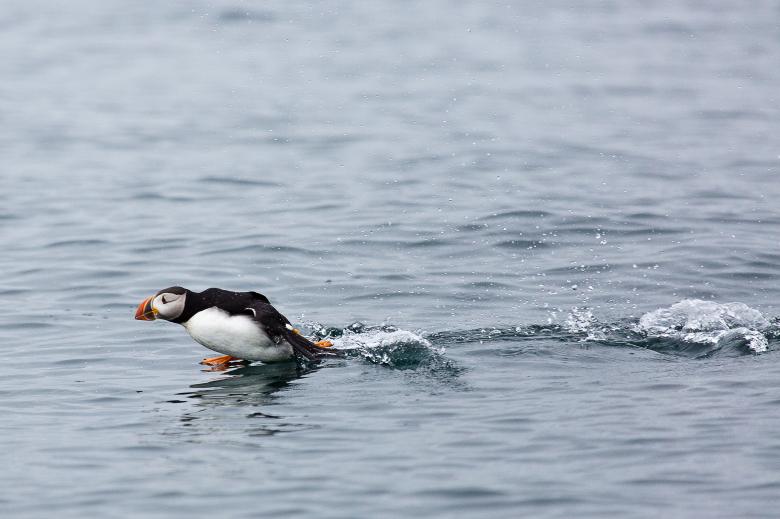 Free stock image of Puffins created by Geoffrey Whiteway