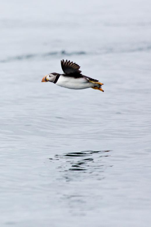 Free stock image of Puffins created by Geoffrey Whiteway