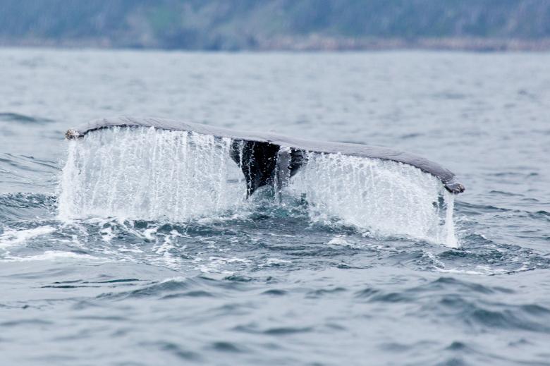Free stock image of Whale created by Geoffrey Whiteway