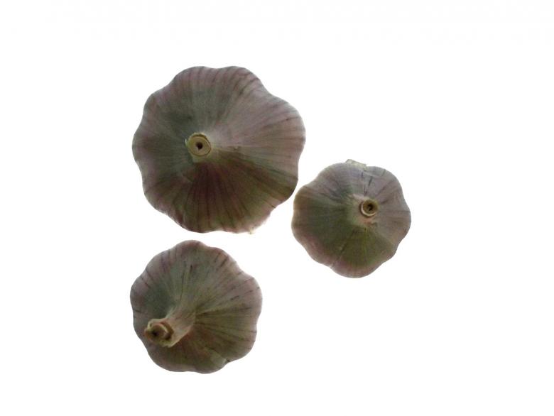 Free stock image of Garlic created by homero chapa