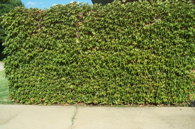 Free stock image of Grapevine on Brick Wall created by delicopsch56