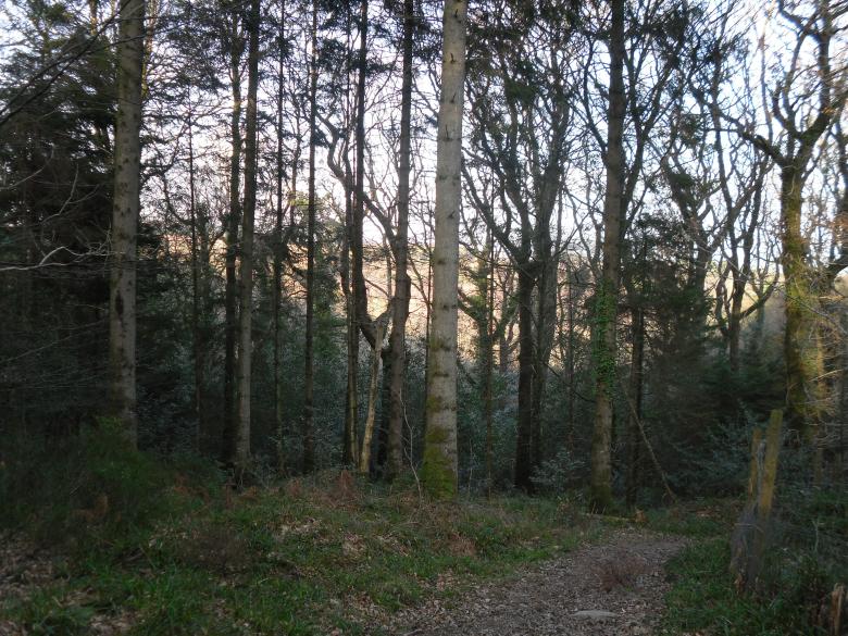 Free stock image of Forest created by Mark Gleeson