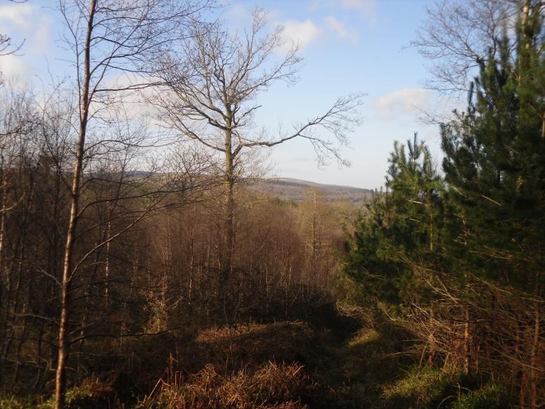Free stock image of Forest View created by Mark Gleeson