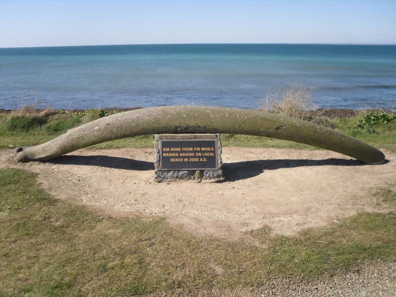 Free stock image of Rib Bone from a Whale created by Mark Gleeson
