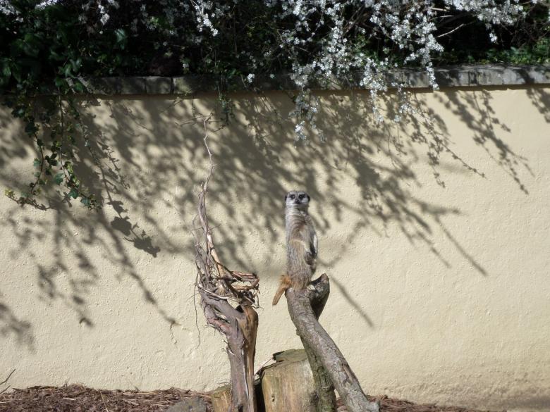 Free stock image of Meerkat created by Mark Gleeson