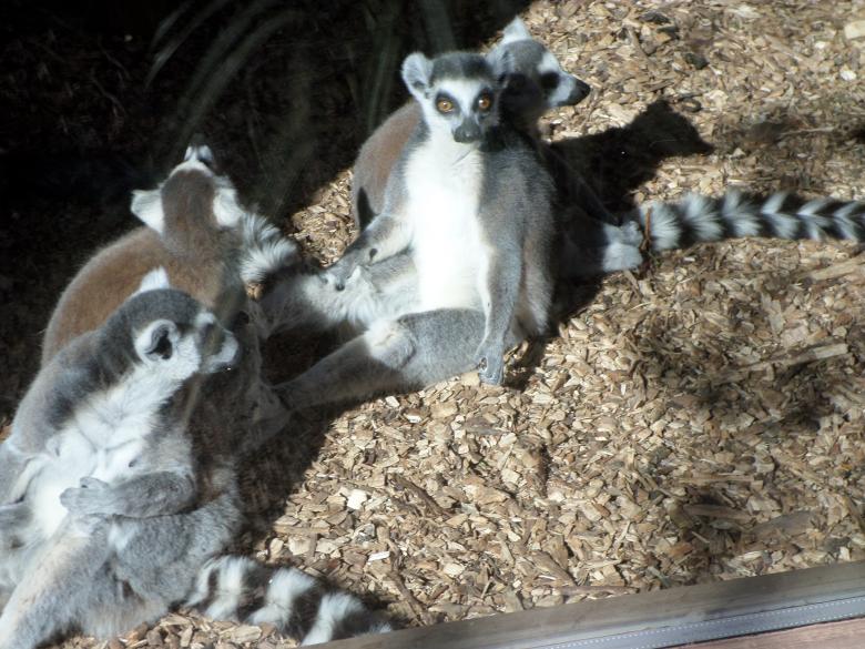 Free stock image of Ring-tailed Lemurs created by Mark Gleeson